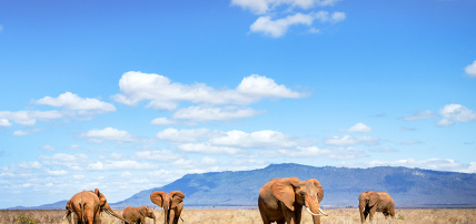 Ôcircuit Essentiel - Découverte du Kenya, de la savane à l'océan Indien, Circuit Kenya par Ôvoyages Ôcircuit Essentiel - Découverte du Kenya, de la savane à l'océan Indien, Circuit Kenya par Ôvoyages
