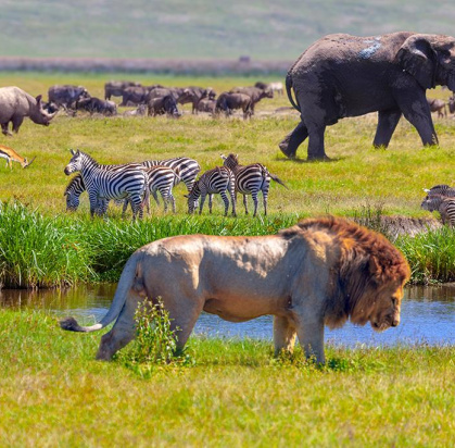 Circuit Kilimandjaro, Ngorongoro, Lac Manyara & Serengeti, Circuit Tanzanie, Zanzibar par Ôvoyages Circuit Kilimandjaro, Ngorongoro, Lac Manyara & Serengeti, Circuit Tanzanie, Zanzibar par Ôvoyages