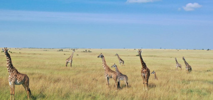 Combiné Safari Kenya : Tsavo, Naivasha, Lac Naivasha et Amboseli & Leopard Beach Resort 5*, Circuit Kenya par Ôvoyages Combiné Safari Kenya : Tsavo, Naivasha, Lac Naivasha et Amboseli & Leopard Beach Resort 5*, Circuit Kenya par Ôvoyages