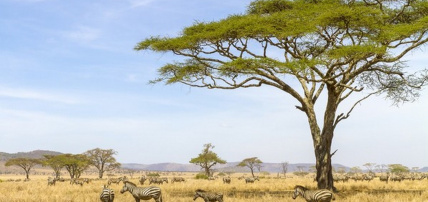 Hôtel SBH Kilindini Resort 5* + Safari 2 nuits, Combiné Tanzanie, Zanzibar par Ôvoyages Hôtel SBH Kilindini Resort 5* + Safari 2 nuits, Combiné Tanzanie, Zanzibar par Ôvoyages