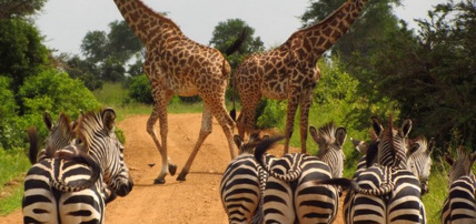 Hôtel SBH Kilindini Resort 5* + Safari 2 nuits, Combiné Tanzanie, Zanzibar par Ôvoyages Hôtel SBH Kilindini Resort 5* + Safari 2 nuits, Combiné Tanzanie, Zanzibar par Ôvoyages